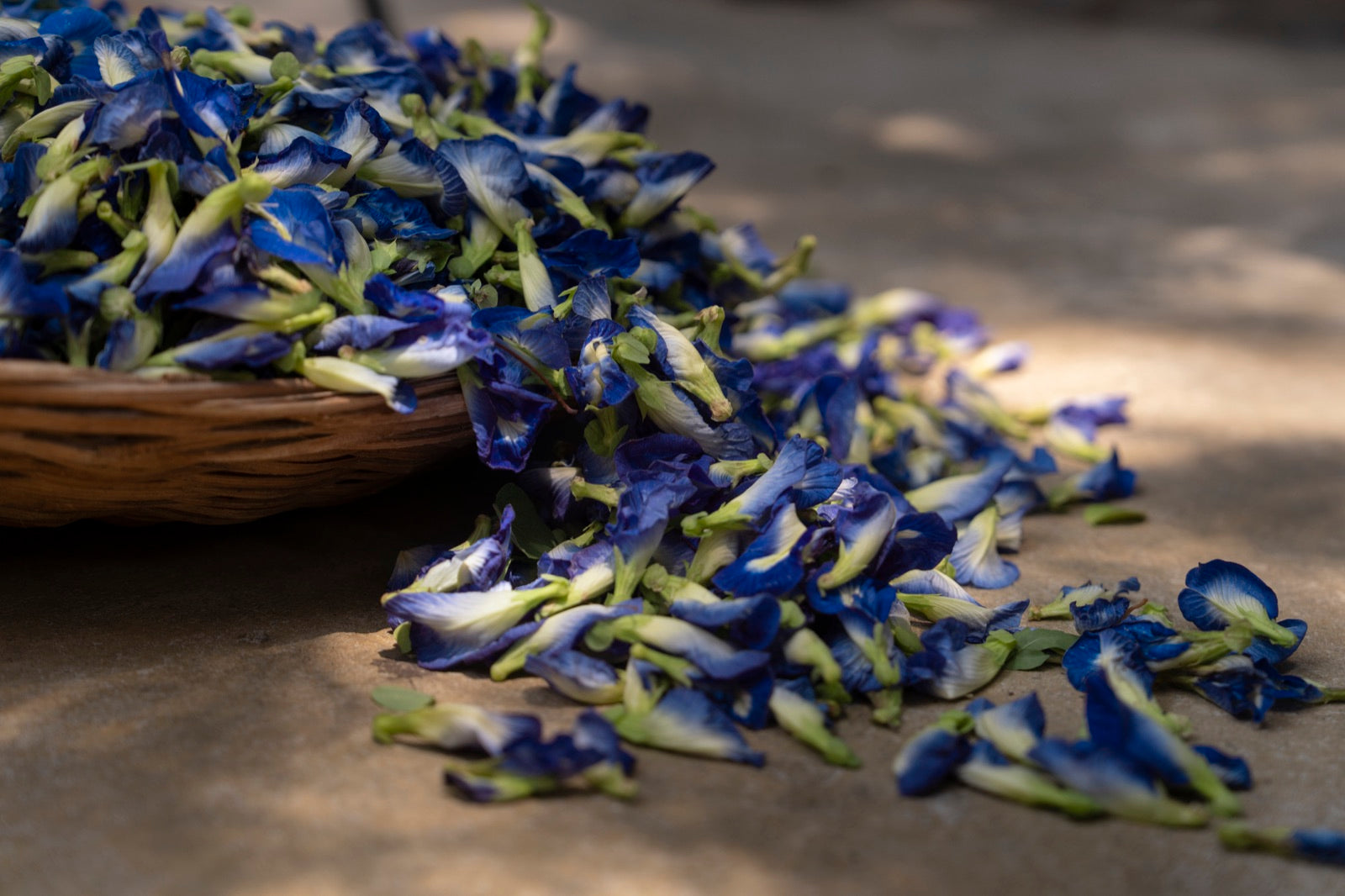 Clitoria flowers, a botanical source for EverNest colours